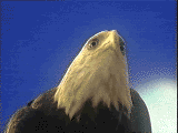 Eagle-baleagle Eagle-baleagle